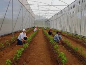 Mujeres productoras y emprendedoras trabajando en invernaderos