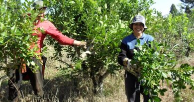 Programa Inter-cosecha