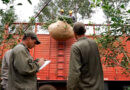 Productores piden se declare la emergencia yerbatera