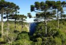 Misiones y Paraguay avanzan en acuerdos para potenciar el sector industrial y forestal
