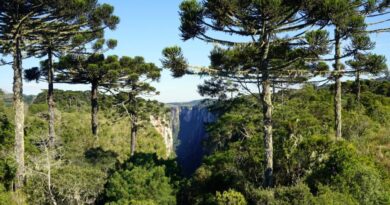 Misiones y Paraguay avanzan en acuerdos para potenciar el sector industrial y forestal