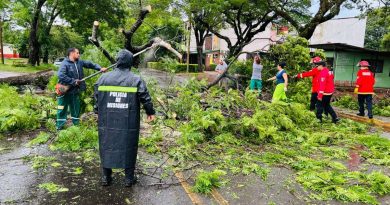 Un fuerte temporal causó caída de árboles y voladura de techos en Posadas