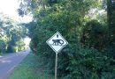 El Parque Iguazú refuerza controles de velocidad para proteger la fauna