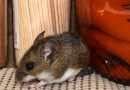 Argentina confirmó 102 casos de hantavirus