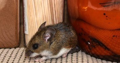Argentina confirmó 102 casos de hantavirus
