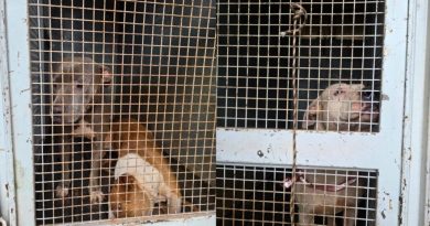 La Policía intervino y resguardó a tres pitbulls que mataron a otro perro en Itaembé Miní
